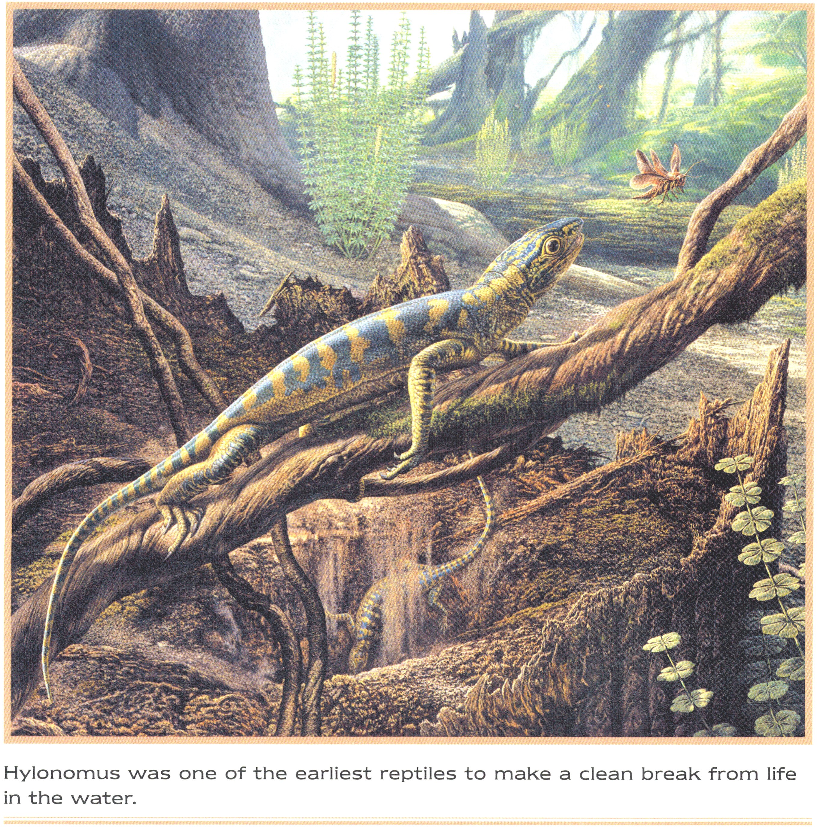 Появление пресмыкающихся эра. Гилономус каменноугольного периода. Hylonomus lyelli. Пресмыкающиеся Палеозойская Эра. Каменноугольный период палеозойской эры.